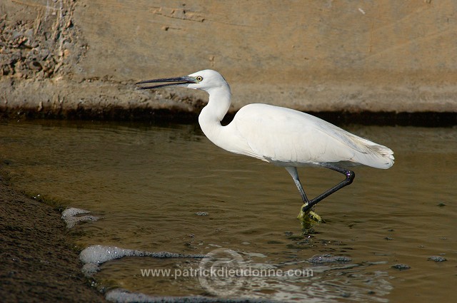 Little Egret (Egretta garzetta) - Aigrette garzette - 20422