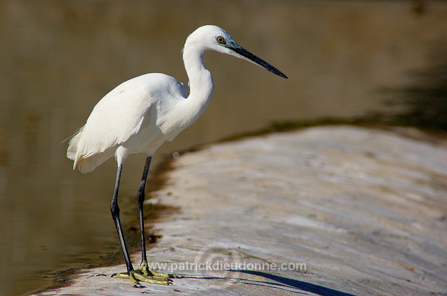 Little Egret (Egretta garzetta) - Aigrette garzette - 20423