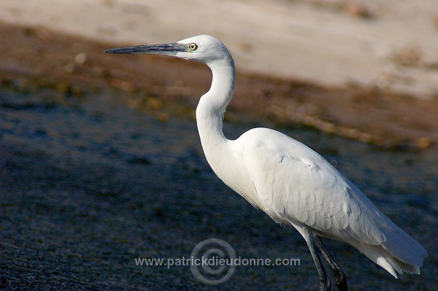 Little Egret (Egretta garzetta) - Aigrette garzette - 20424