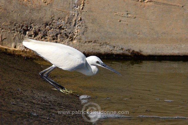 Little Egret (Egretta garzetta) - Aigrette garzette - 20425