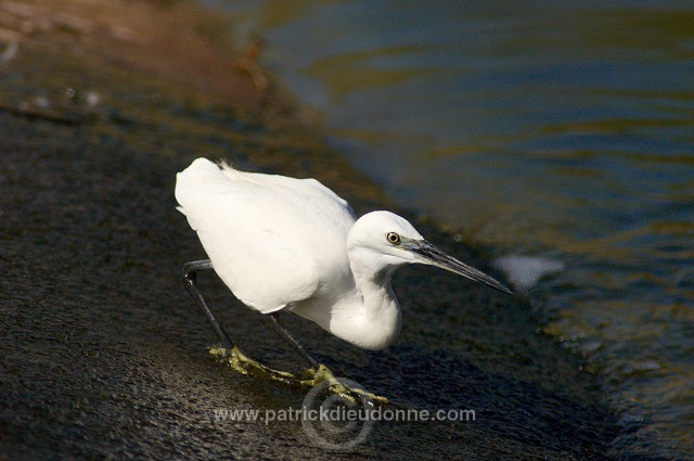 Little Egret (Egretta garzetta) - Aigrette garzette - 20426