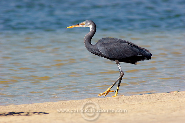 Reef Egret (Egretta gularis schistacea)  Aigrette des récifs 10662