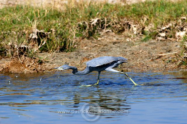 Reef Egret (Egretta gularis schistacea)  Aigrette des récifs 10663