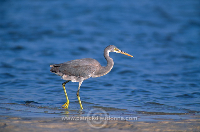 Reef Egret (Egretta gularis schistacea)  Aigrette des récifs 10999