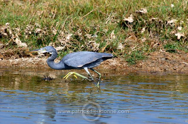 Reef Egret (Egretta gularis)  Aigrette des recifs  - 20427