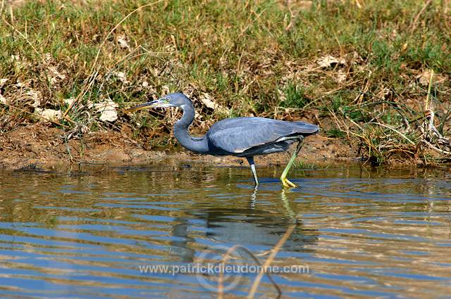 Reef Egret (Egretta gularis)  Aigrette des recifs  - 20428