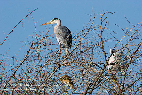 Grey heron (Ardea cinerea) - Heron cendré 10714