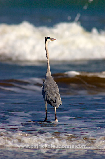 Grey heron (Ardea cinerea) - Heron cendré 10715