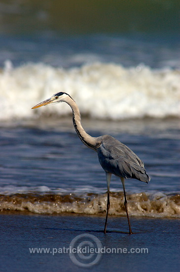 Grey heron (Ardea cinerea) - Heron cendré 10716