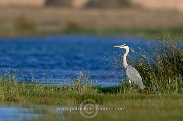 Grey heron (Ardea cinerea) - Heron cendré 10717