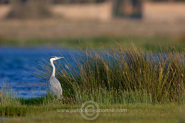 Grey heron (Ardea cinerea) - Heron cendré 10718