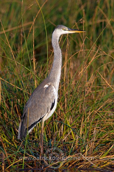 Grey heron (Ardea cinerea) - Heron cendré 10719