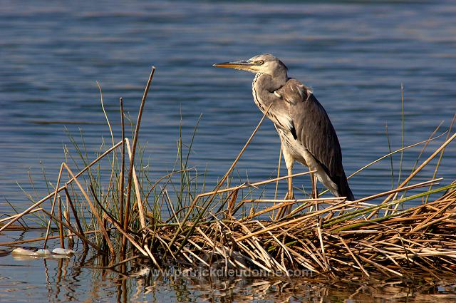 Grey heron (Ardea cinerea) - Heron cendré 10720