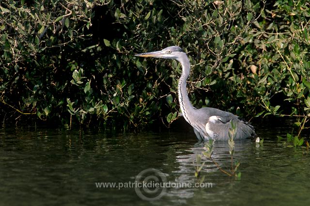 Grey heron (Ardea cinerea) - Heron cendré 11061