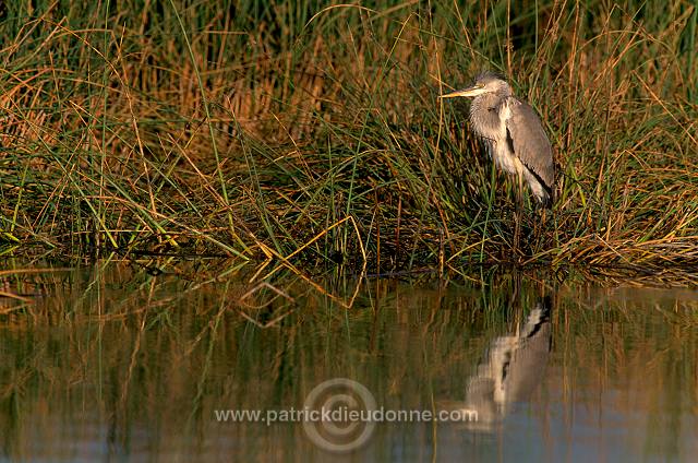 Grey heron (Ardea cinerea) - Heron cendré 11059