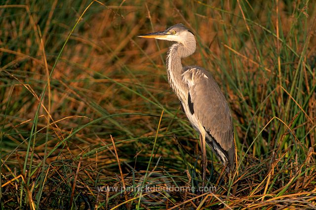 Grey heron (Ardea cinerea) - Heron cendré 11064