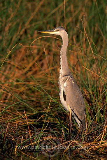 Grey heron (Ardea cinerea) - Heron cendré 11066