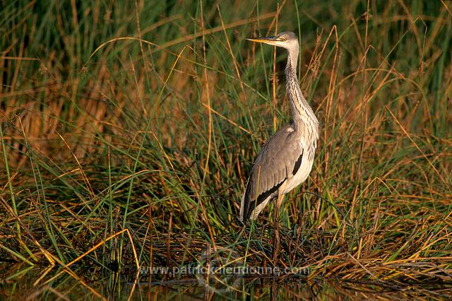 Grey heron (Ardea cinerea) - Heron cendré 11068