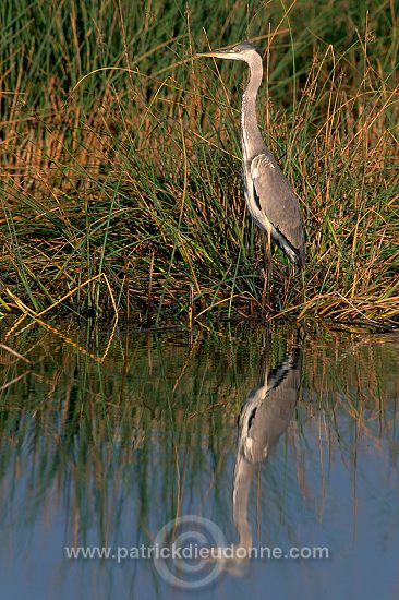 Grey heron (Ardea cinerea) - Heron cendré 11069