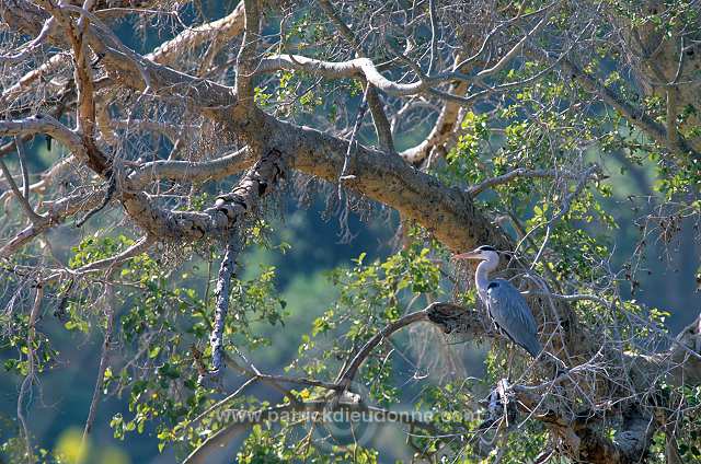 Grey Heron (Ardea cinerea) - Heron cendre - 20224