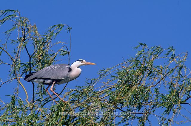 Grey Heron (Ardea cinerea) - Heron cendre - 20225