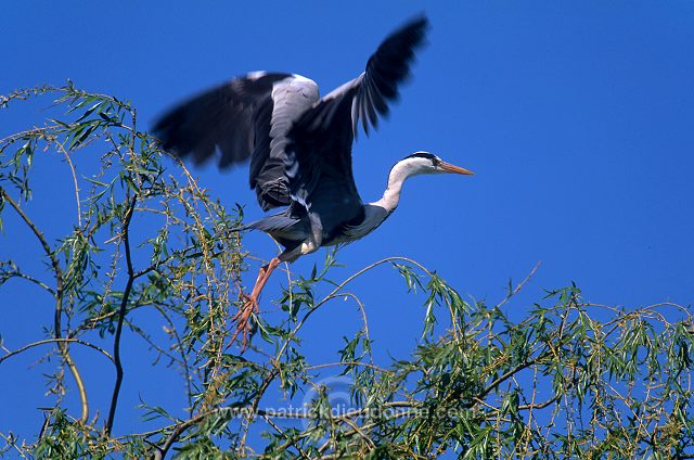 Grey Heron (Ardea cinerea) - Heron cendre - 20226