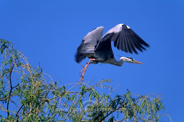 Grey Heron (Ardea cinerea) - Heron cendre - 20227