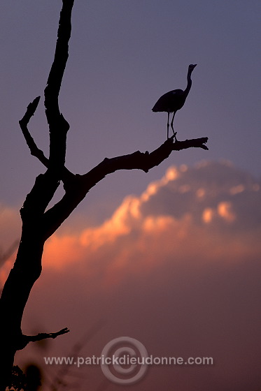 Grey Heron (Ardea cinerea) - Heron cendre - 20228