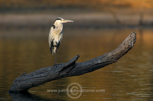 Grey Heron (Ardea cinerea) - Heron cendre - 20229