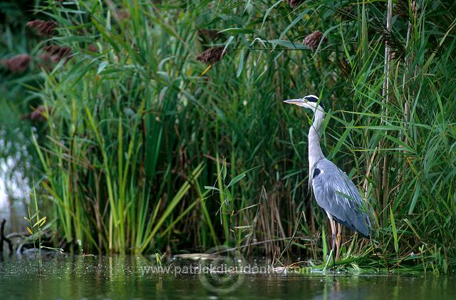 Grey Heron (Ardea cinerea) - Heron cendre - 20230