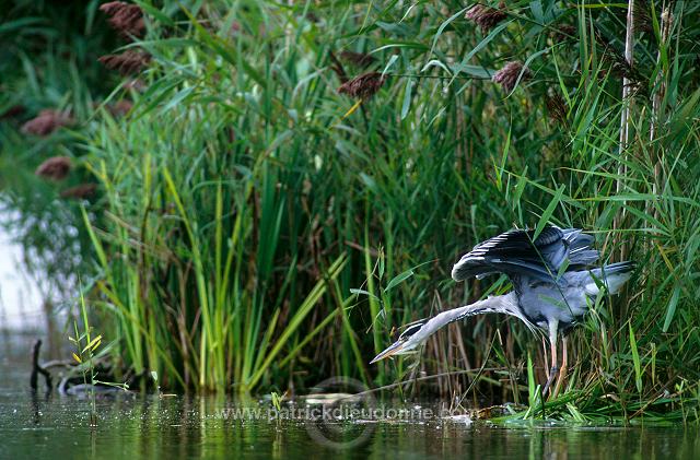 Grey Heron (Ardea cinerea) - Heron cendre - 20231