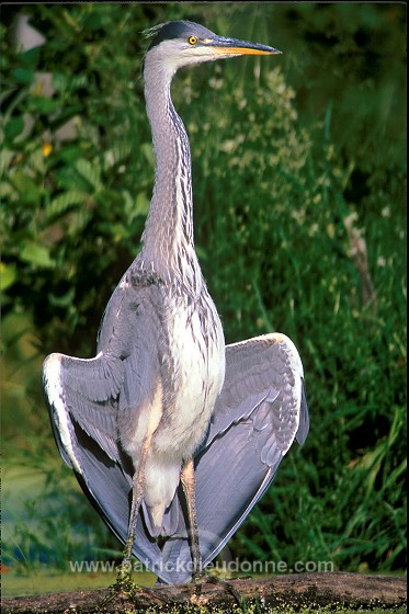 Grey Heron (Ardea cinerea) - Heron cendre - 20232