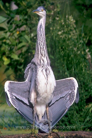 Grey Heron (Ardea cinerea) - Heron cendre - 20233