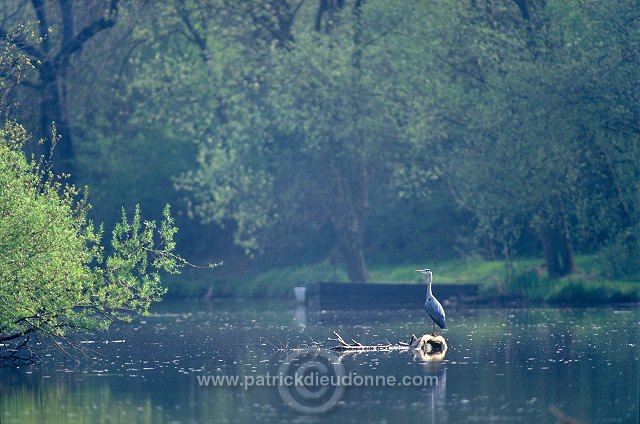 Grey Heron (Ardea cinerea) - Heron cendre - 20234