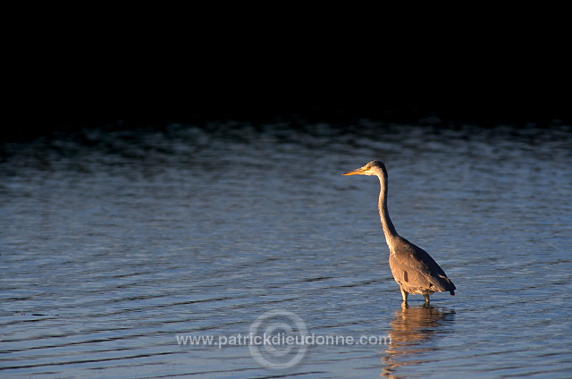 Grey Heron (Ardea cinerea) - Heron cendre - 20235