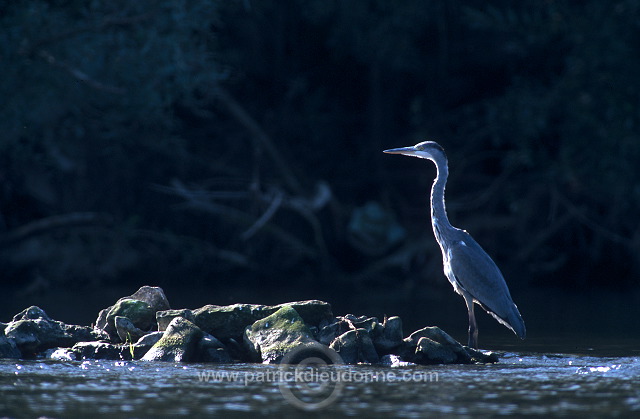 Grey Heron (Ardea cinerea) - Heron cendre - 20236