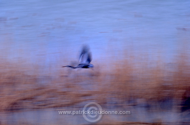 Grey Heron (Ardea cinerea) - Heron cendre - 20237