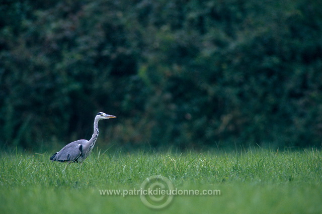 Grey Heron (Ardea cinerea) - Heron cendre - 20238