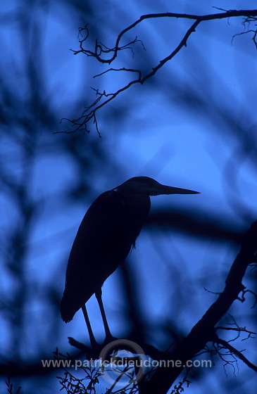 Grey Heron (Ardea cinerea) - Heron cendre - 20239