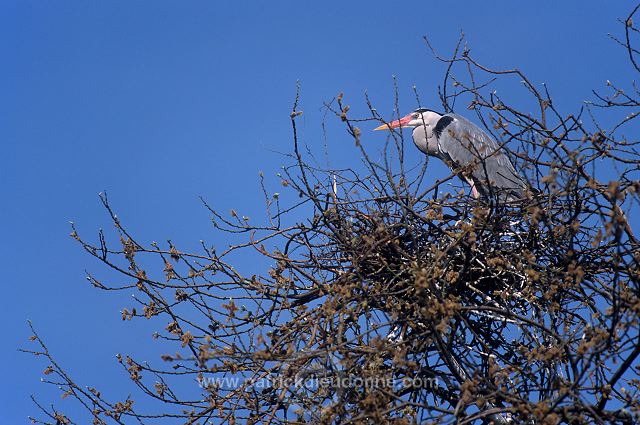 Grey Heron (Ardea cinerea) - Heron cendre - 20240