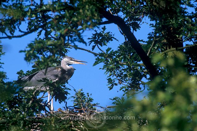 Grey Heron (Ardea cinerea) - Heron cendre - 20241