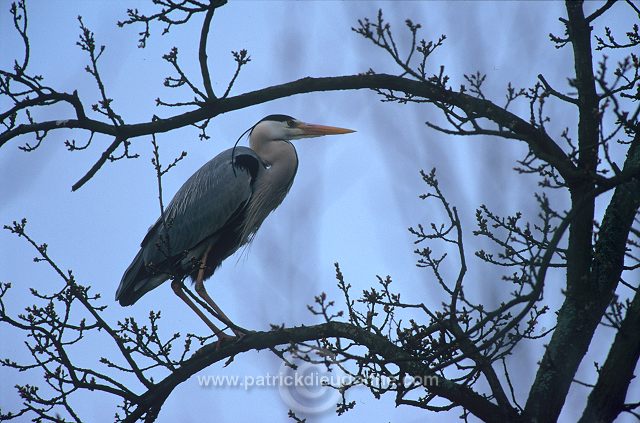 Grey Heron (Ardea cinerea) - Heron cendre - 20242