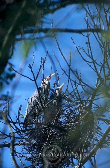 Grey Heron (Ardea cinerea) - Heron cendre - 20243