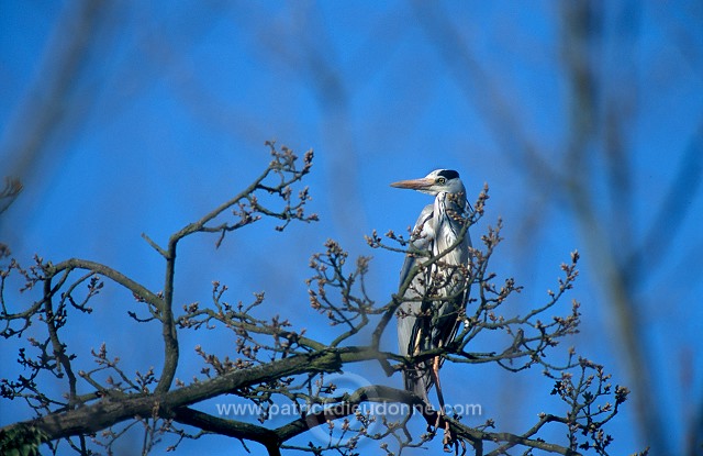 Grey Heron (Ardea cinerea) - Heron cendre - 20244