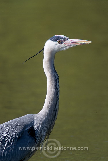 Grey Heron (Ardea cinerea) - Heron cendre - 20246