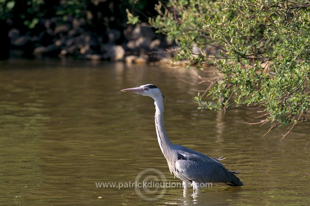 Grey Heron (Ardea cinerea) - Heron cendre - 20247