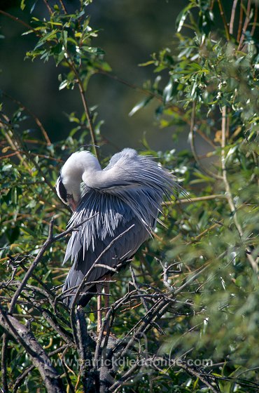 Grey Heron (Ardea cinerea) - Heron cendre - 20248