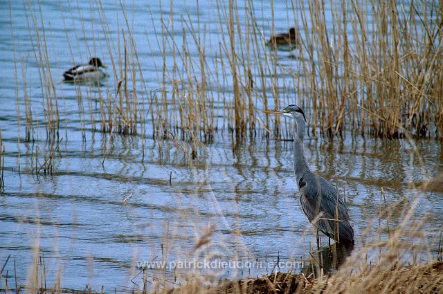 Grey Heron (Ardea cinerea) - Heron cendre - 20249