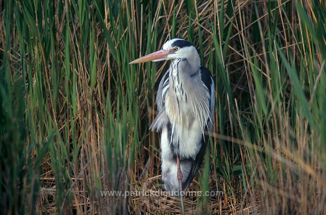 Grey Heron (Ardea cinerea) - Heron cendre - 20251