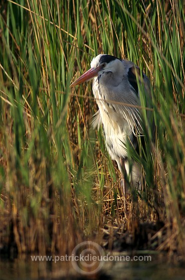 Grey Heron (Ardea cinerea) - Heron cendre - 20252